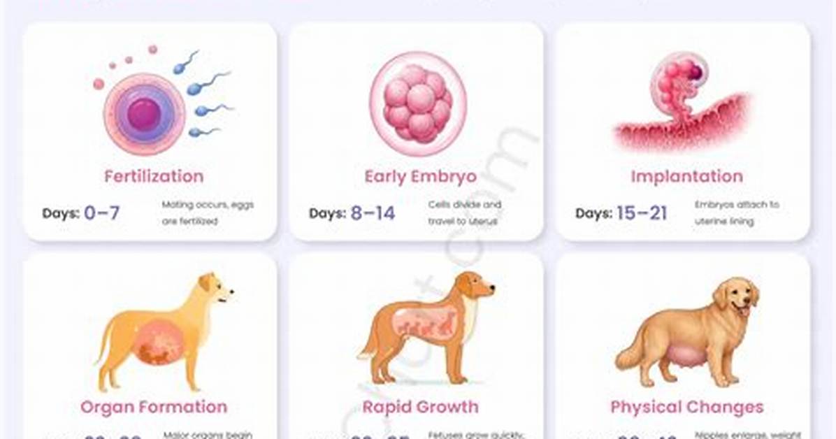 A Dog Parent's Guide: the Gestation Period of French Bulldogs