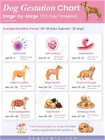 A Dog Parent's Guide: the Gestation Period of French Bulldogs
