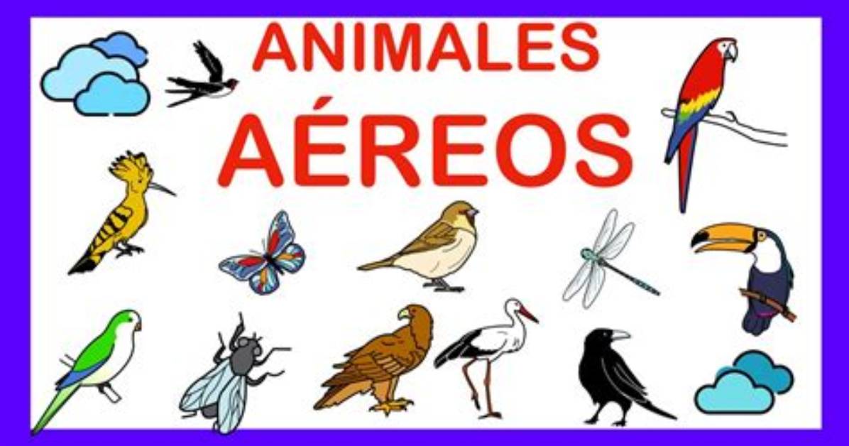 Aaerios