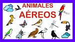 Aaerios