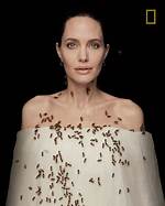 Angelina Jolie Gets Covered in Bees for Conservation Awareness — Watch – Hollywood Life