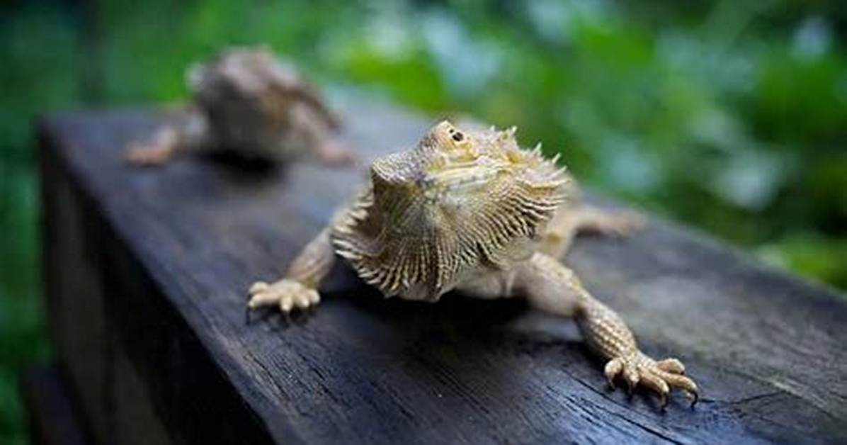 Are Bearded Dragons Social? Discover Their Social Behavior
