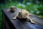 Are Bearded Dragons Social? Discover Their Social Behavior