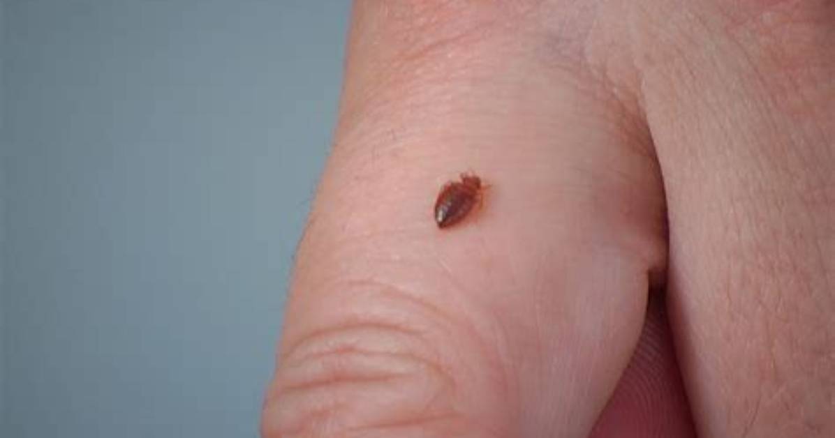 Can Chiggers Live Inside Your House