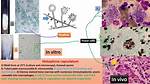 Characteristics of Histoplasma Capsulatum Include