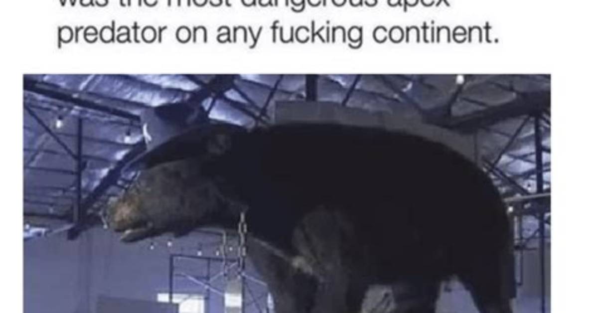 Cocaine Bear: the Meme That Went Viral