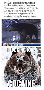 Cocaine Bear: the Meme That Went Viral