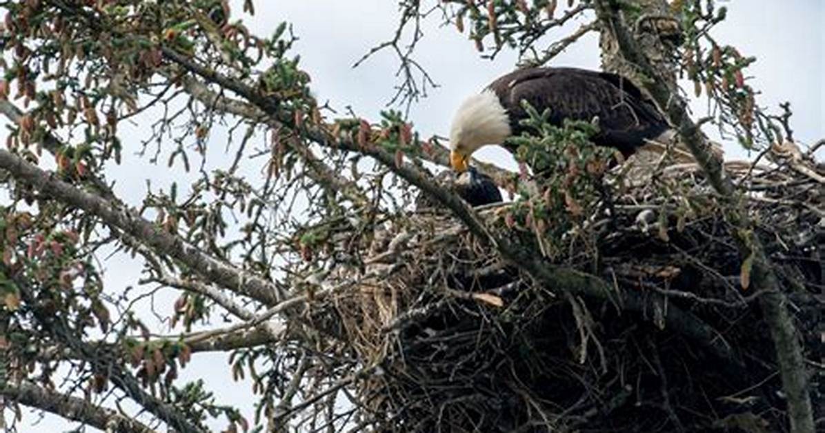 Discover the Majestic Eagles of Whit Richards Eagle Ne