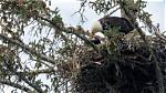 Discover the Majestic Eagles of Whit Richards Eagle Ne