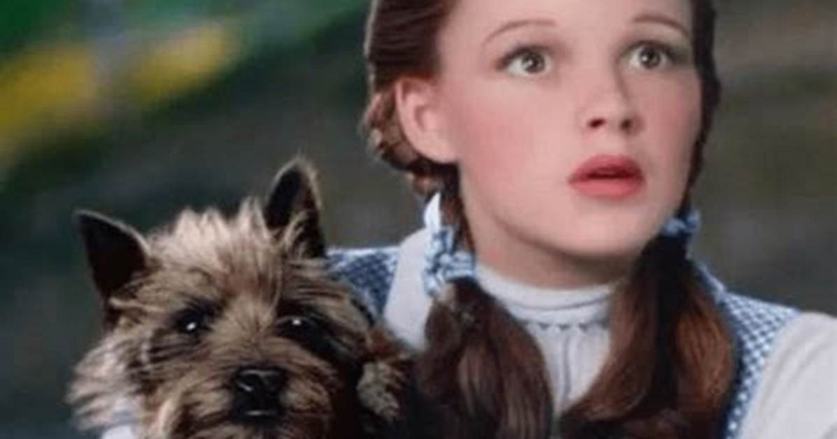 Fluffy's Faithful Companion: Meet His Devoted Wife