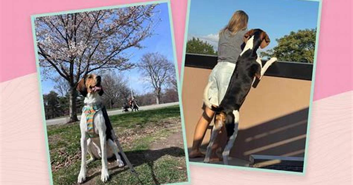 How Getting a Dog Helped Me Lose 10 Pounds
