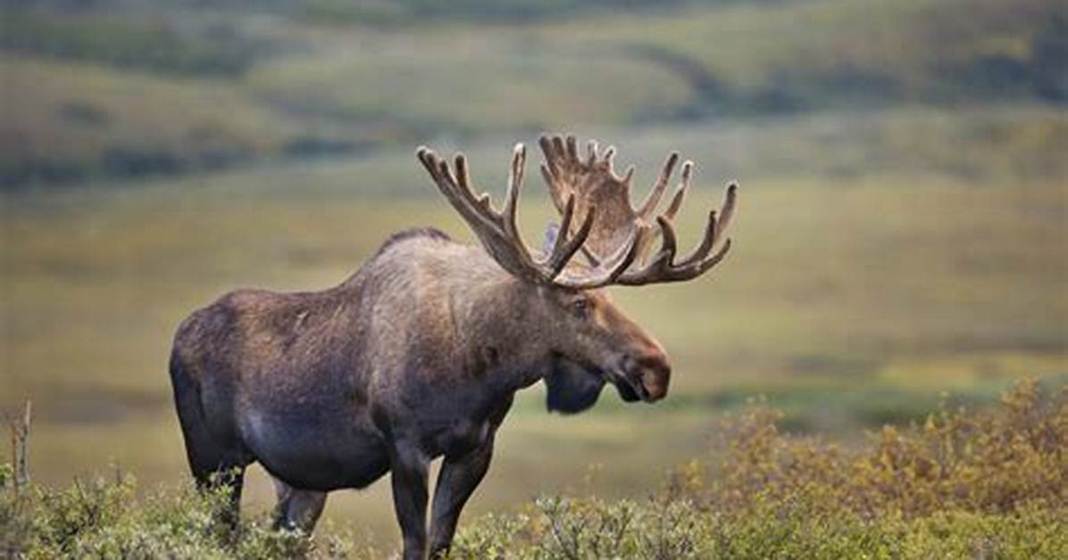 Is a Moose a Omnivore