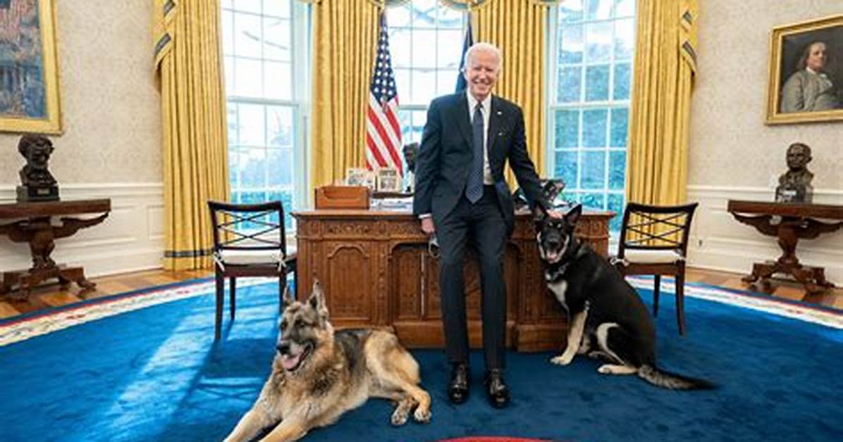Joe Biden’s Dogs, Major & Champ, 1St Spotted & Heard Barking After Their Move to White House