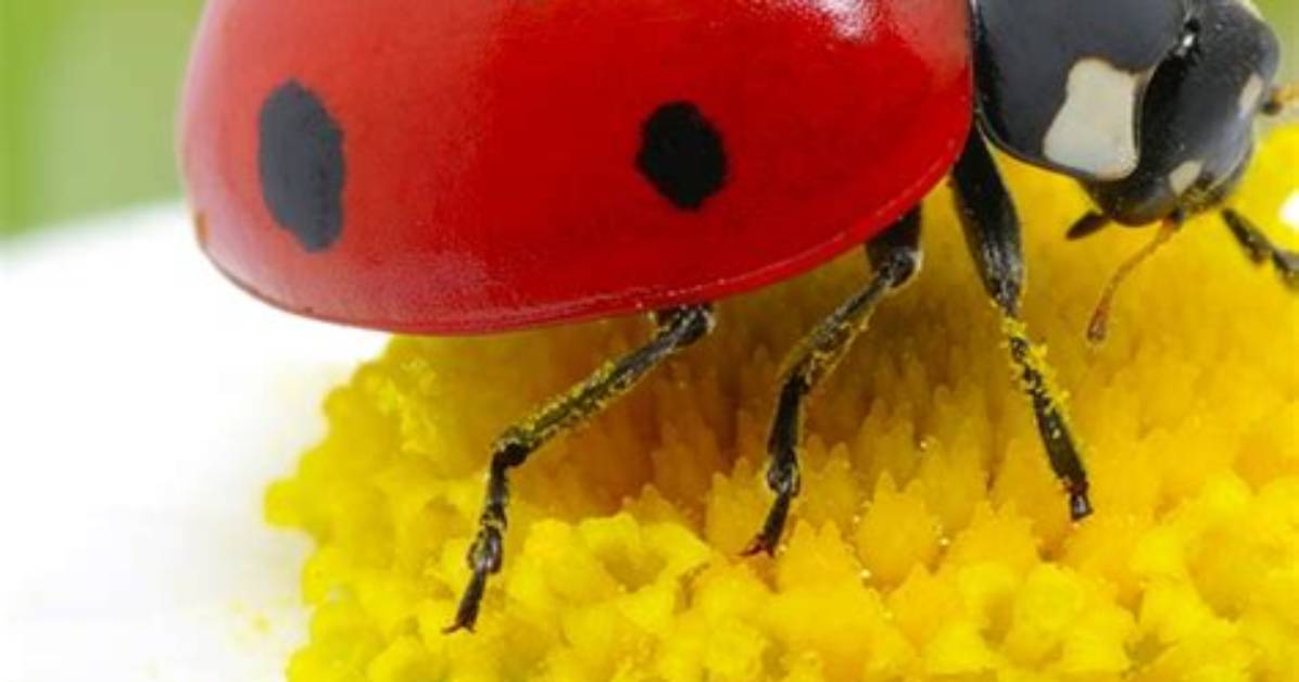 Lady Bird — Pics