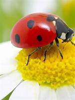 Lady Bird — Pics
