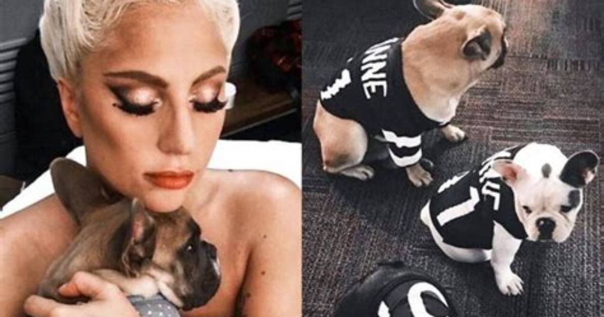 Lady Gaga Pleads for ‘Beloved Dogs’ to Be Returned in First Statement Since Armed Kidnapping