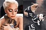 Lady Gaga Pleads for ‘Beloved Dogs’ to Be Returned in First Statement Since Armed Kidnapping
