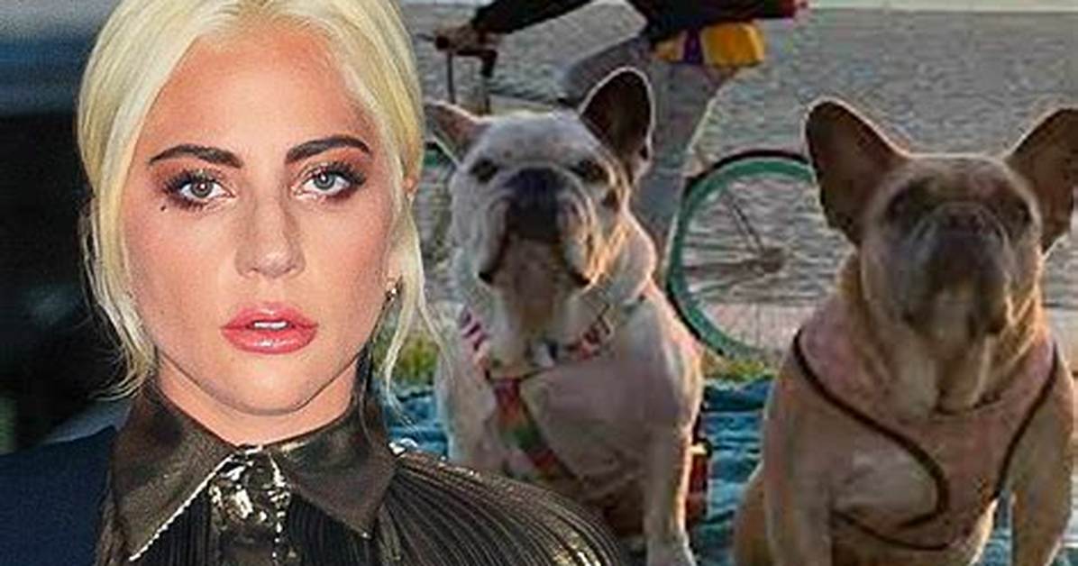 Lady Gaga’s Dog Walker Reportedly Shot So Thieves Could Steal Her 2 Bulldogs