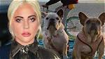 Lady Gaga’s Dog Walker Reportedly Shot So Thieves Could Steal Her 2 Bulldogs