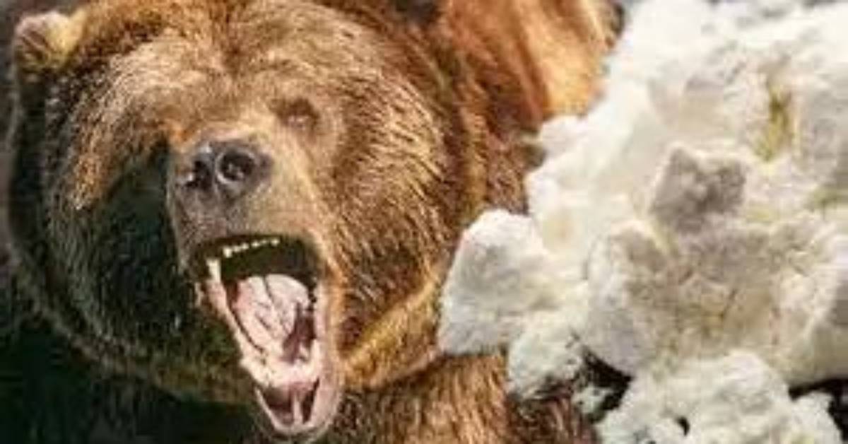 Laugh out Loud: the Wildest Cocaine Bear Memes