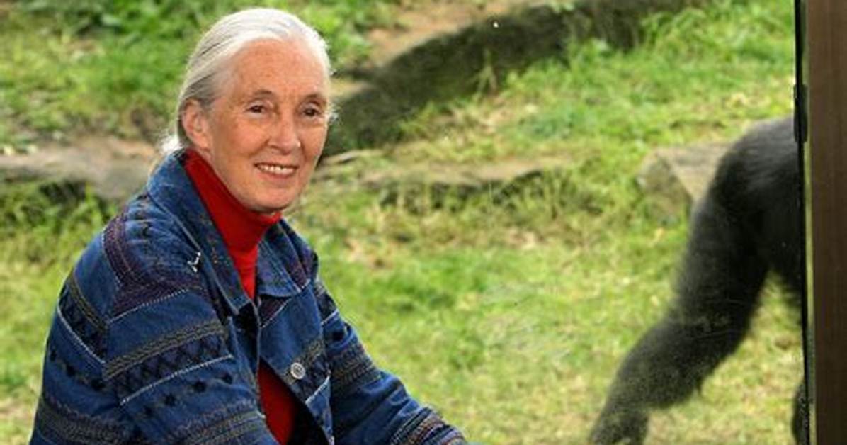 Pics of the Famous Primatologist – Hollywood Life