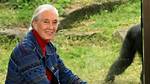 Pics of the Famous Primatologist – Hollywood Life