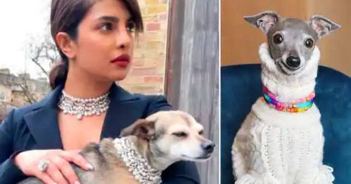 Priyanka Chopra Gets Fashion Advice from Viral Tika the Iggy Dog in Hilarious New Video — Watch