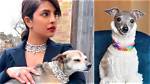 Priyanka Chopra Gets Fashion Advice from Viral Tika the Iggy Dog in Hilarious New Video — Watch