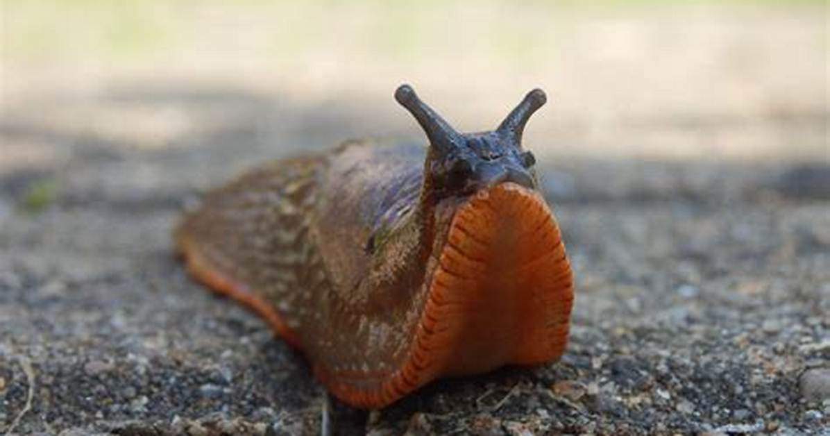 Slug