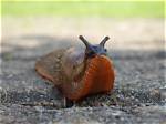 Slug