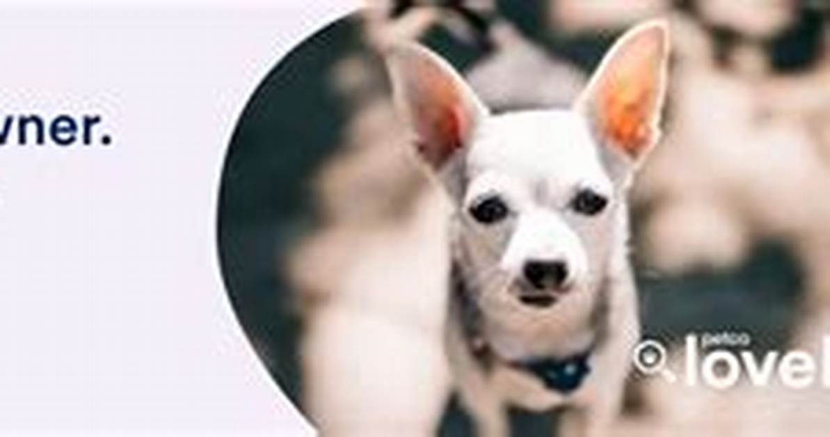 Toledo's Lifeline: Lost and Found Pets