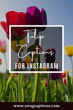 Tulip Captions for Instagram: Captivating Words to Bloom Your Posts