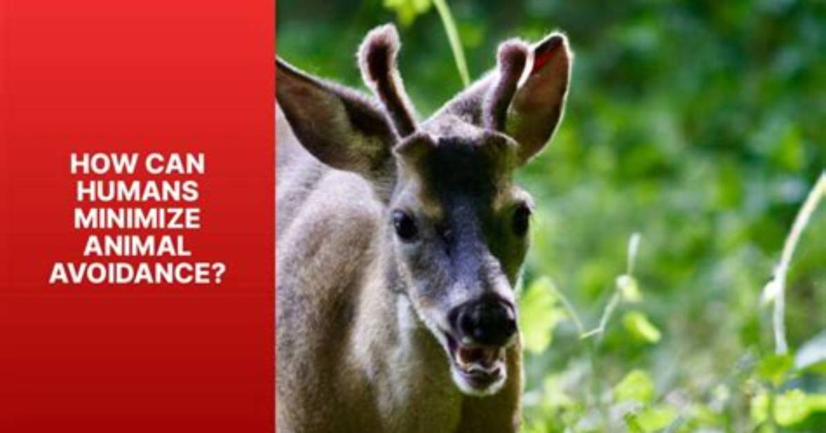 Why Are the Humans Desperate for Animal Farm to Fail